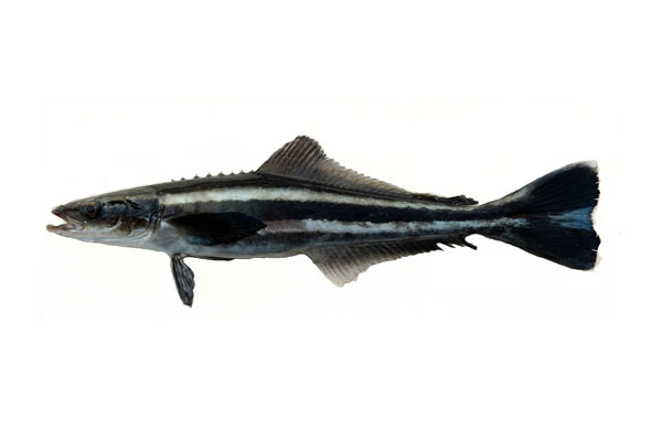 black-king-fish