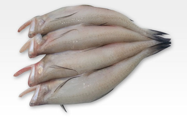 bombay-duck