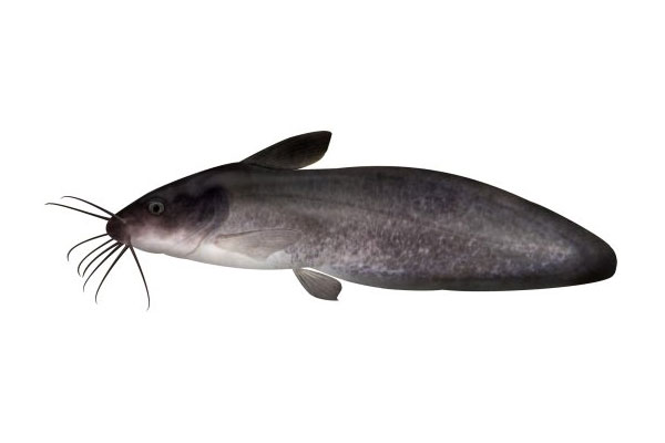 fresh-water-catfish