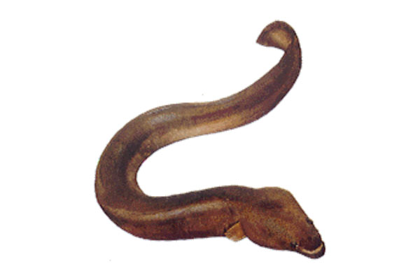 fresh-water-eel