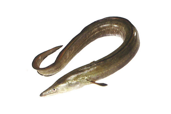 indian-conger-eel