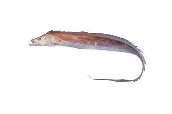 large-head-ribbon-fish