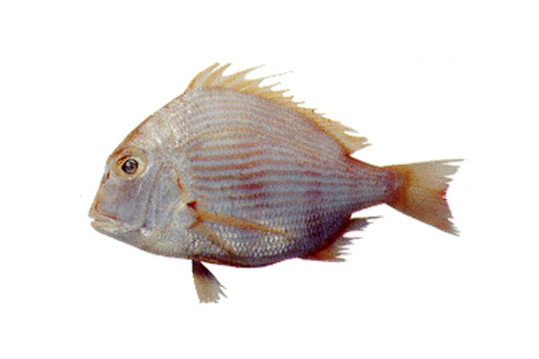 long-spine-sea-bream