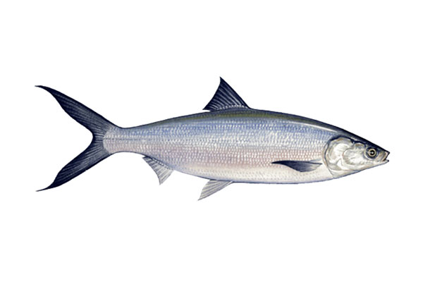 milk-fish