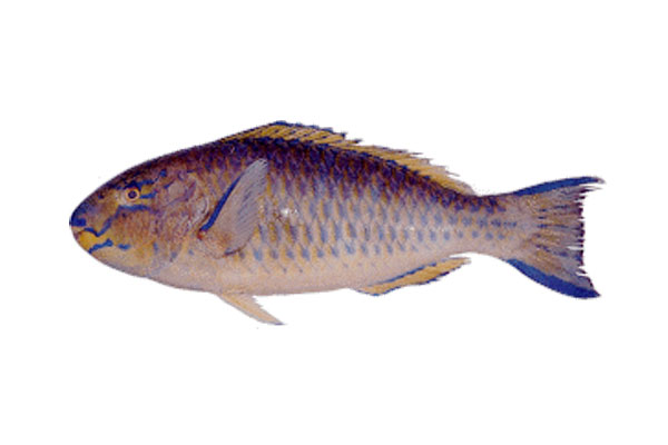 parrot-fish