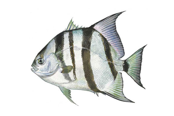 spade-fish